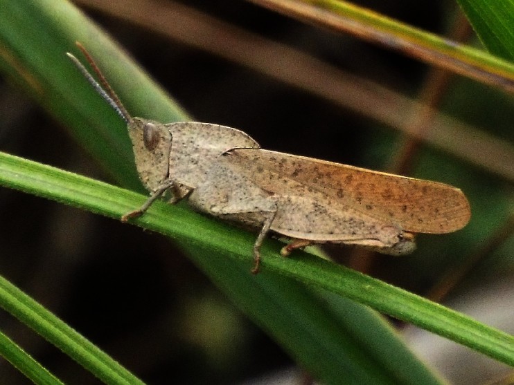 Cavallette australiane